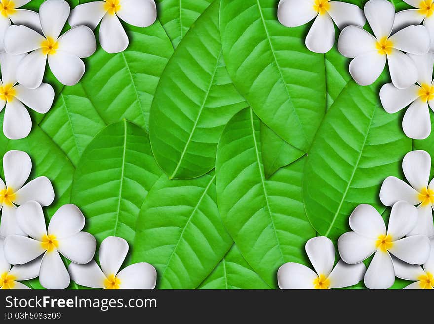 White plumeria flower frame on Green leaves background