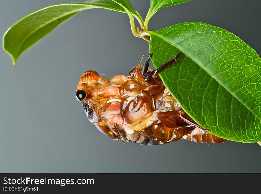 A cicada nymph is turning into cicada imago under a leaf. The process is called the eclosion. Concept for metamorphosis. A cicada nymph is turning into cicada imago under a leaf. The process is called the eclosion. Concept for metamorphosis