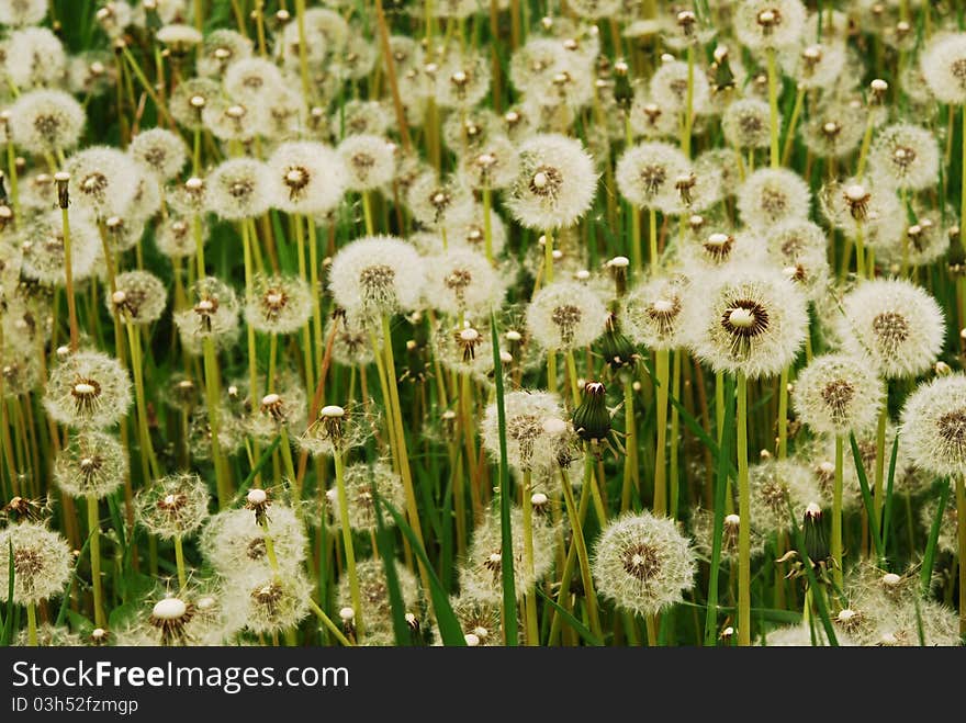 A meadow of Dandelions close up