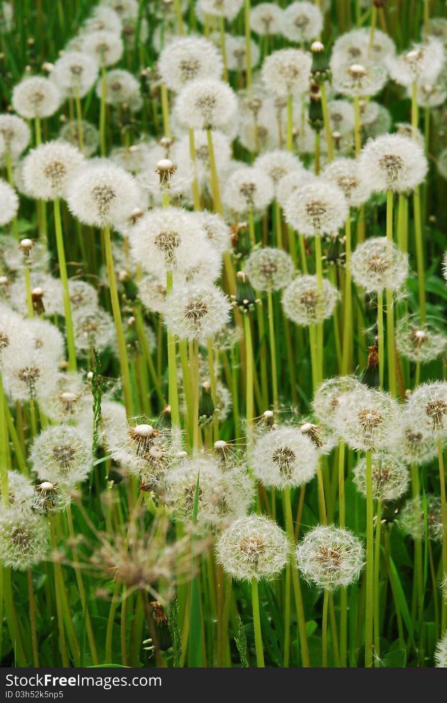 A meadow of Dandelions close up