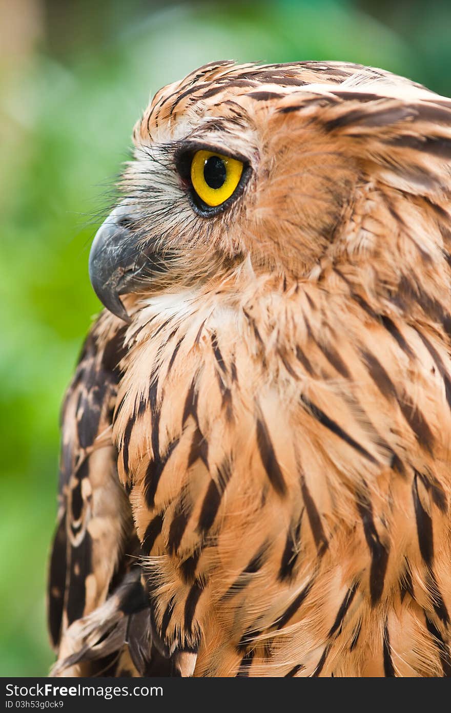 Closed up of eagle owl