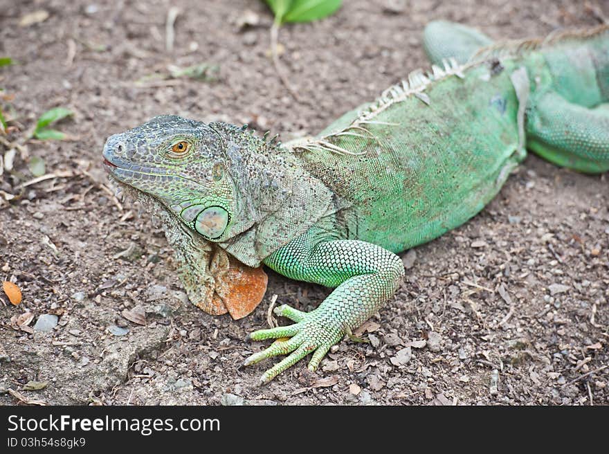 Close up of green iguana