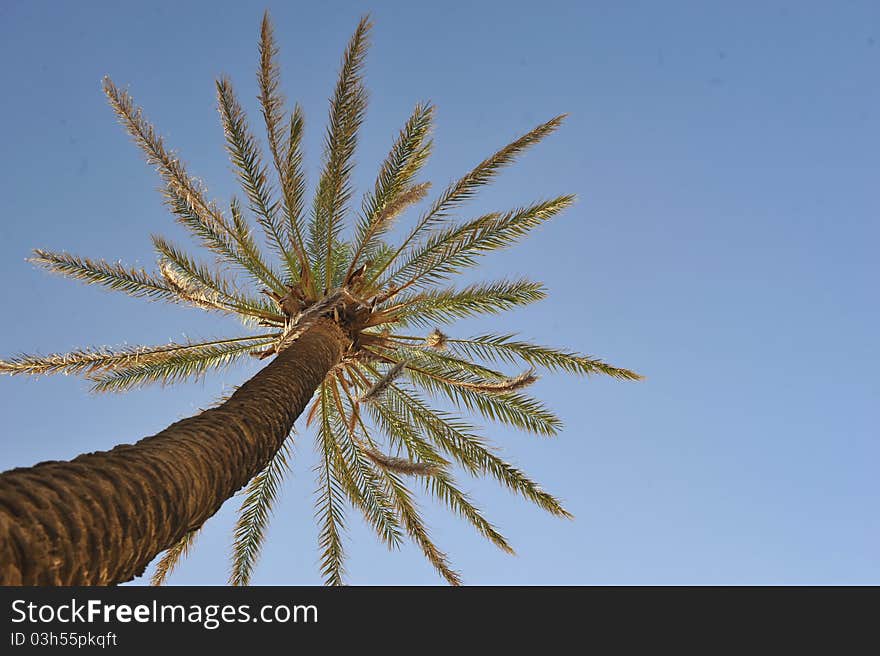 Beautiful palm tree over blue summer sky