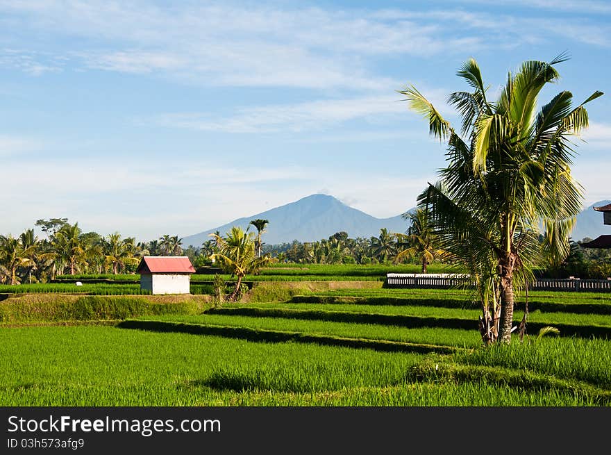 Rice field with hut and moutain