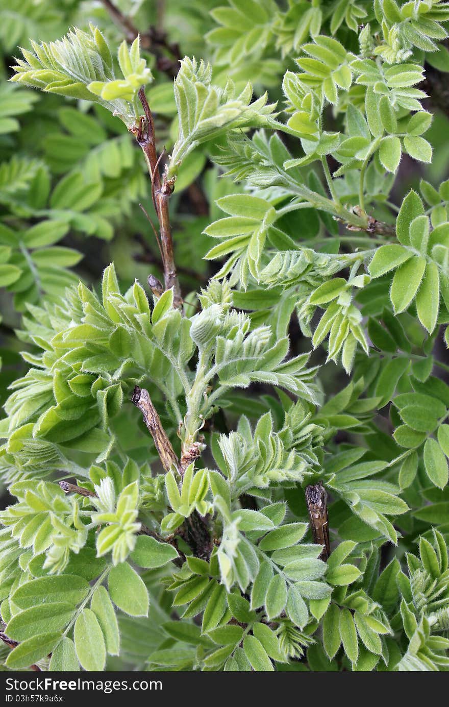 Acacia Leaves