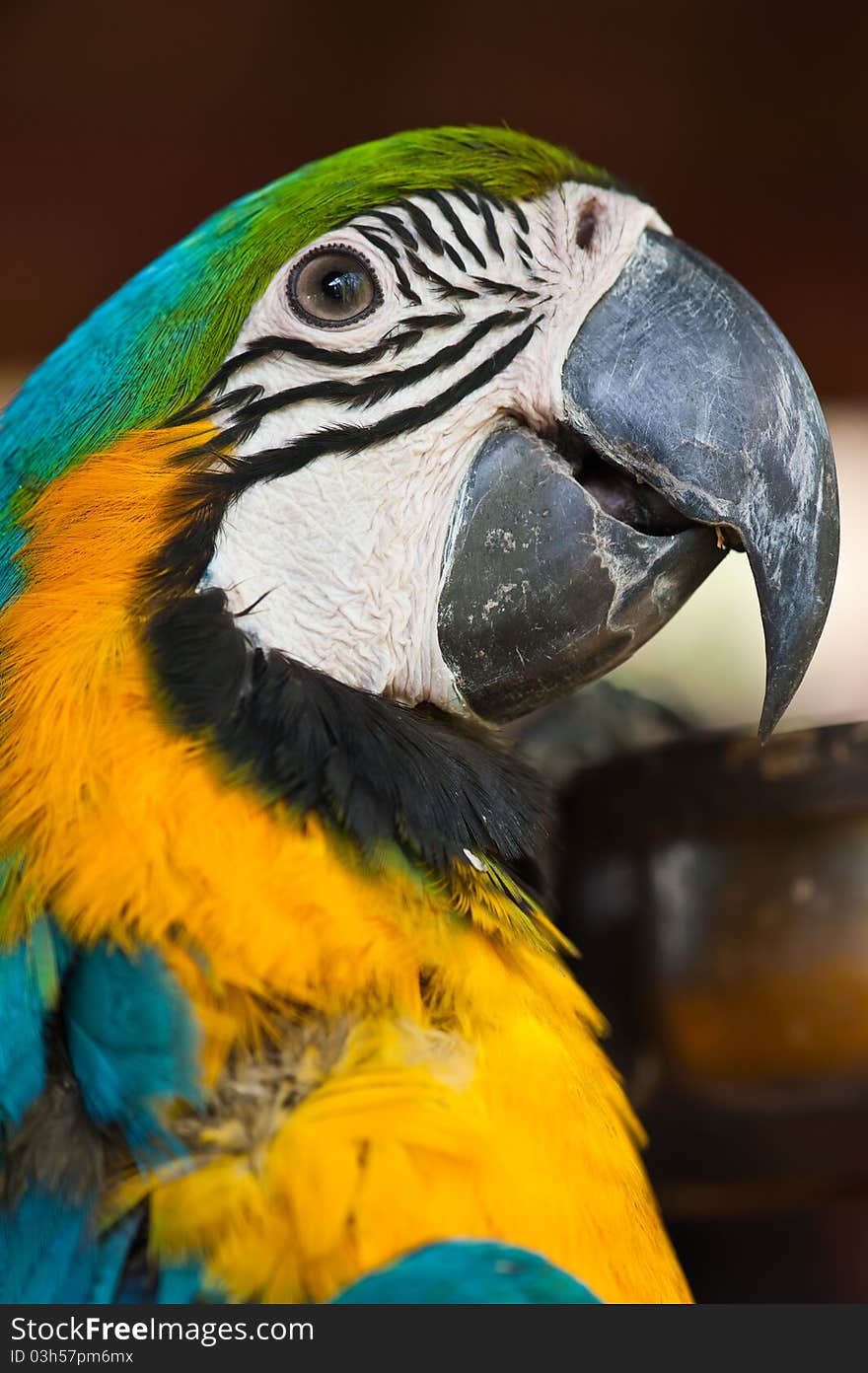 Blue and Yellow Macaw