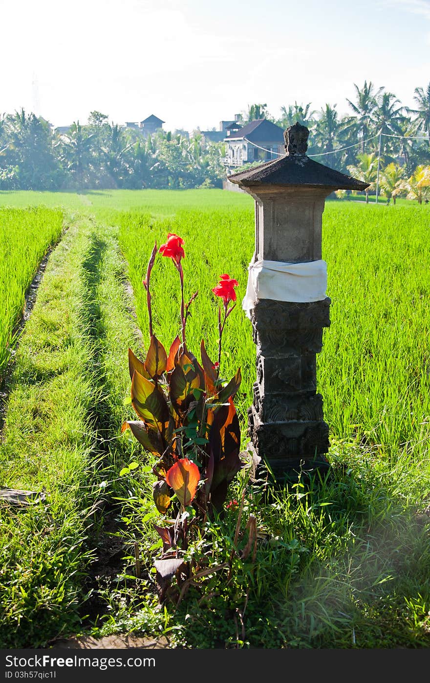 Rice field in Bali, Indonesia. Rice field in Bali, Indonesia