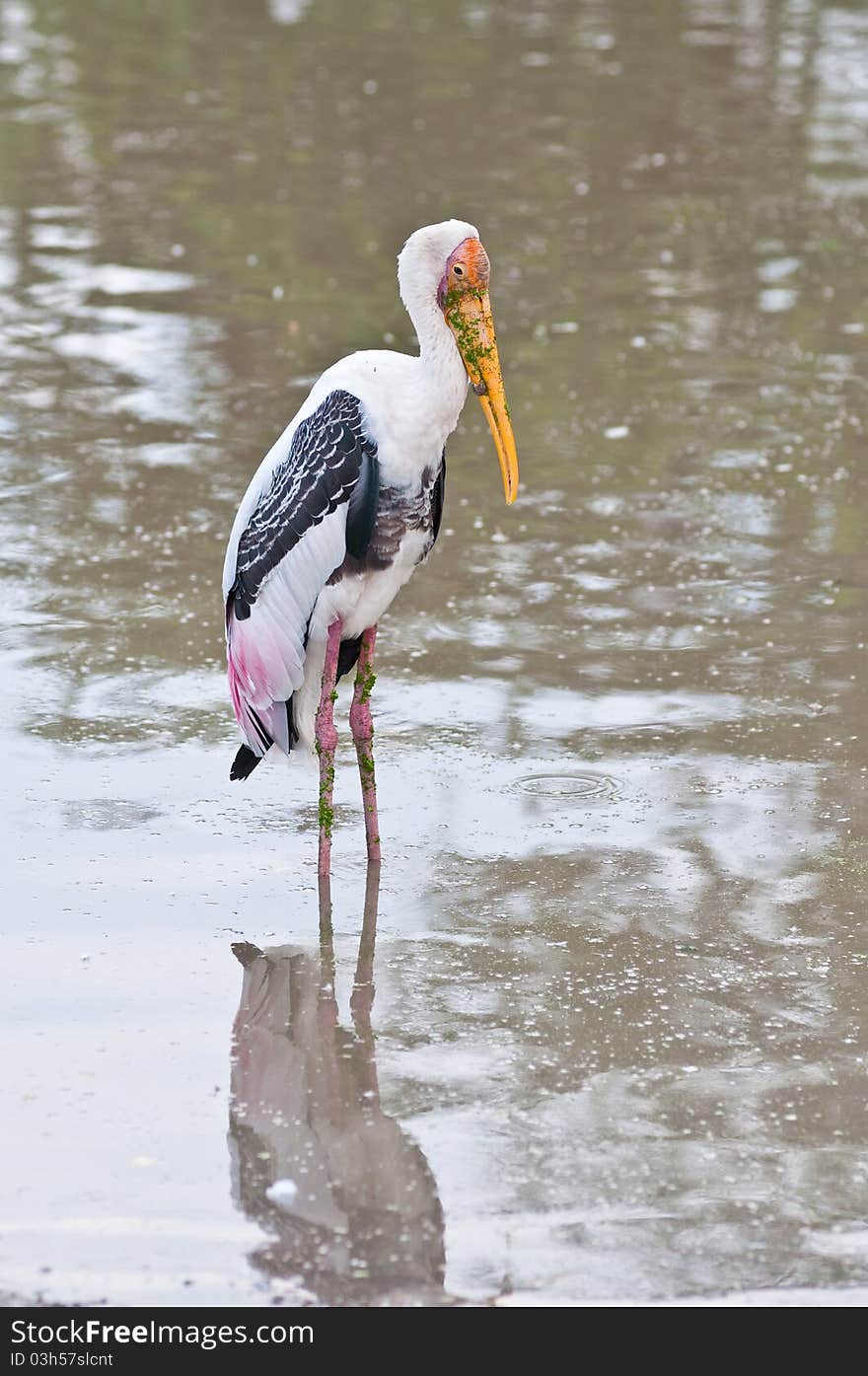 White Bird In The Lake