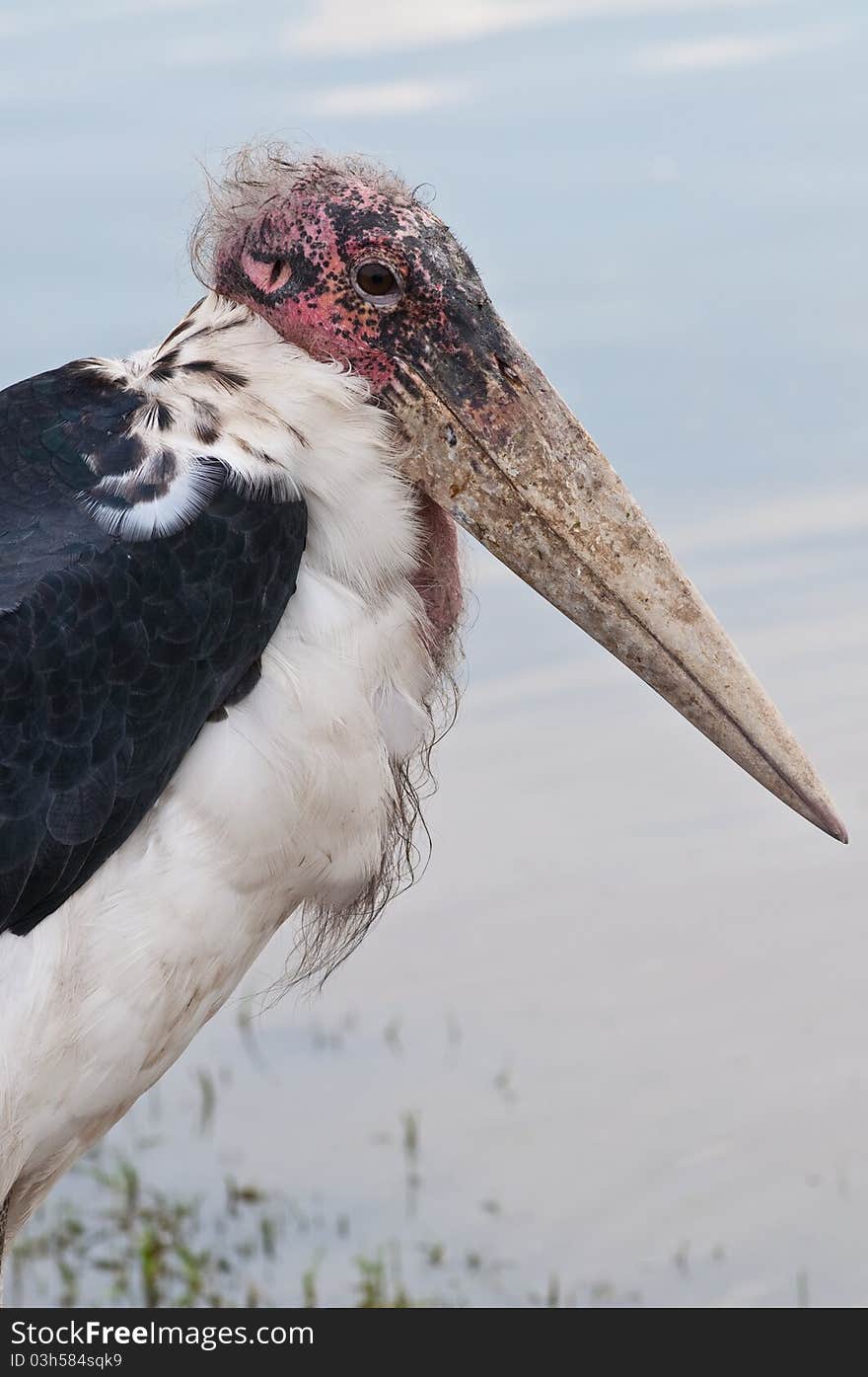 Head of Marabou stork in open zoo.