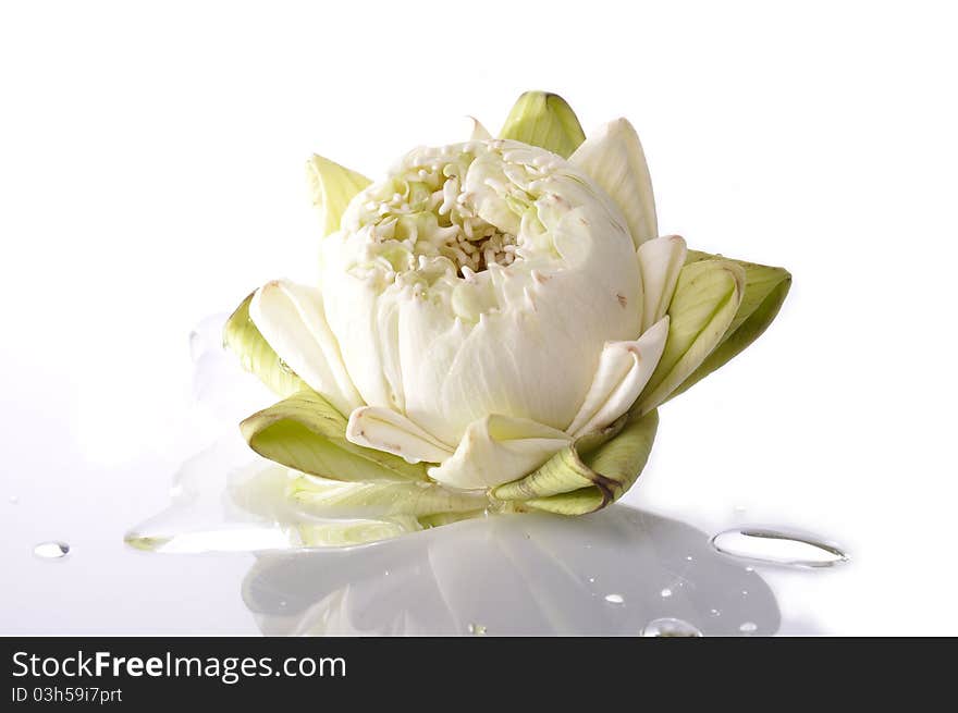 White lotus and water drop with isolated white background.