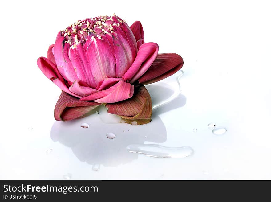 Pink lotus and drop of water isolated on the white background.