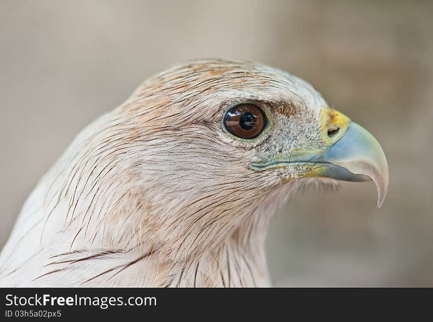 Brahminy Kite