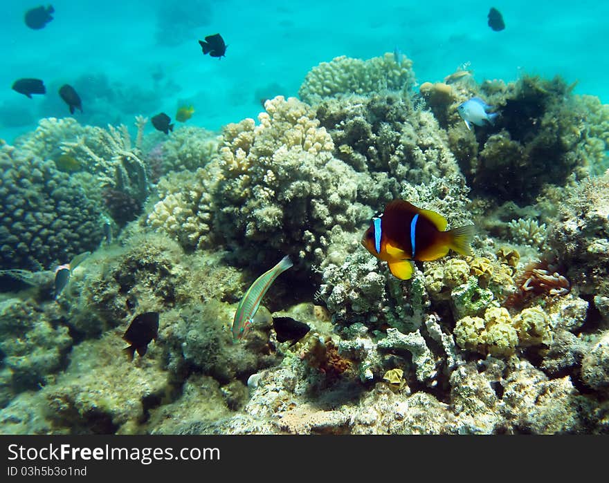 Cinnamon Clown at the coral reef