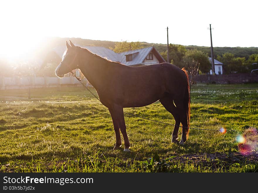 Horse in sunset