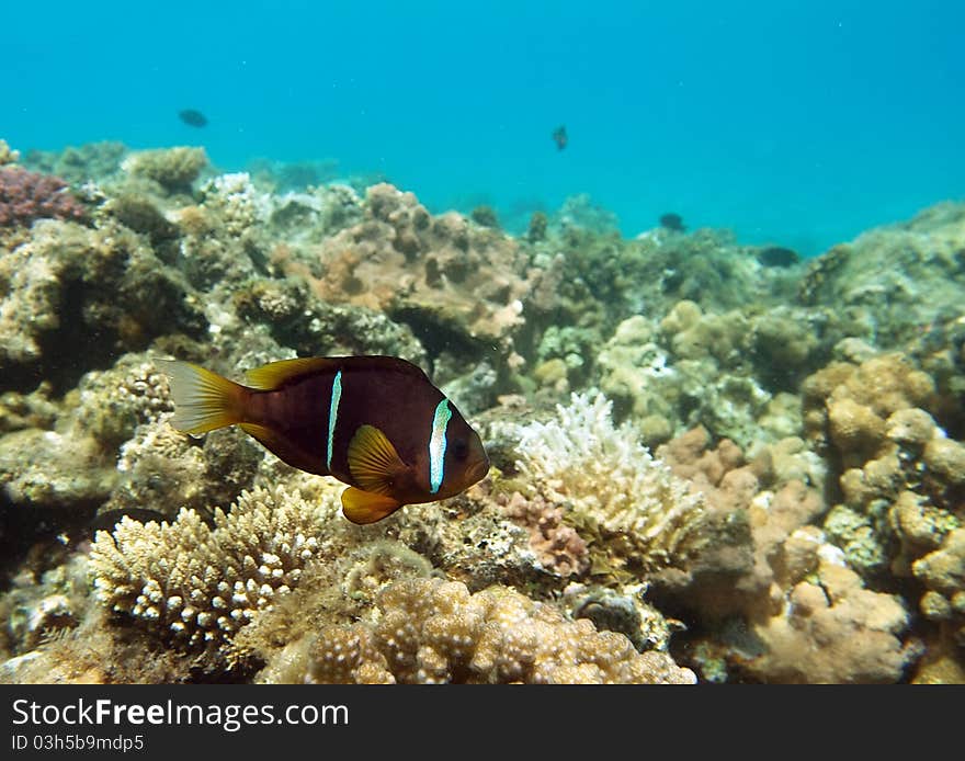 Cinnamon Clown at the coral reef