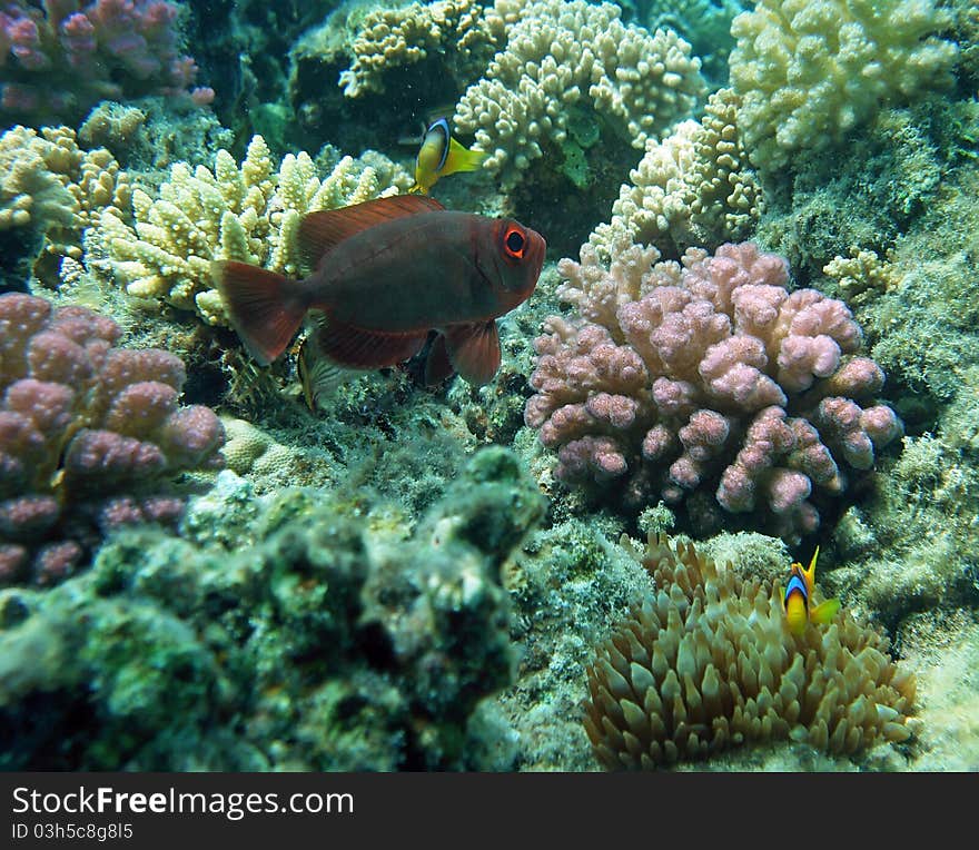 Glasseye snapper at the coral reef