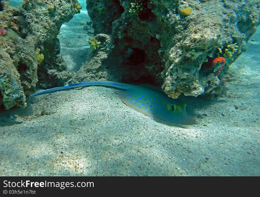 Bluespotted ribbontail ray at the Red Sea coral reef