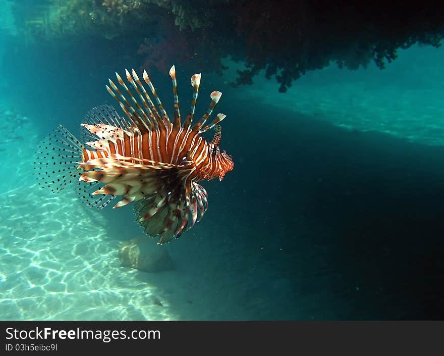 Red lion fish under the bridge