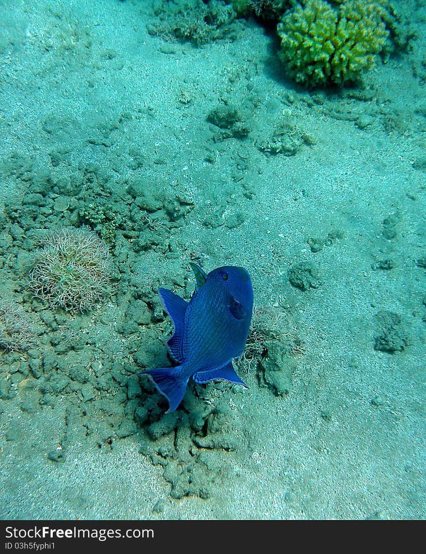 Blue marbled Trigger Fish at the coral reef