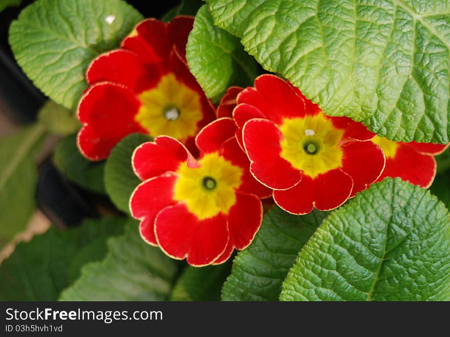 Hiding Red Primrose Under Green Leaves