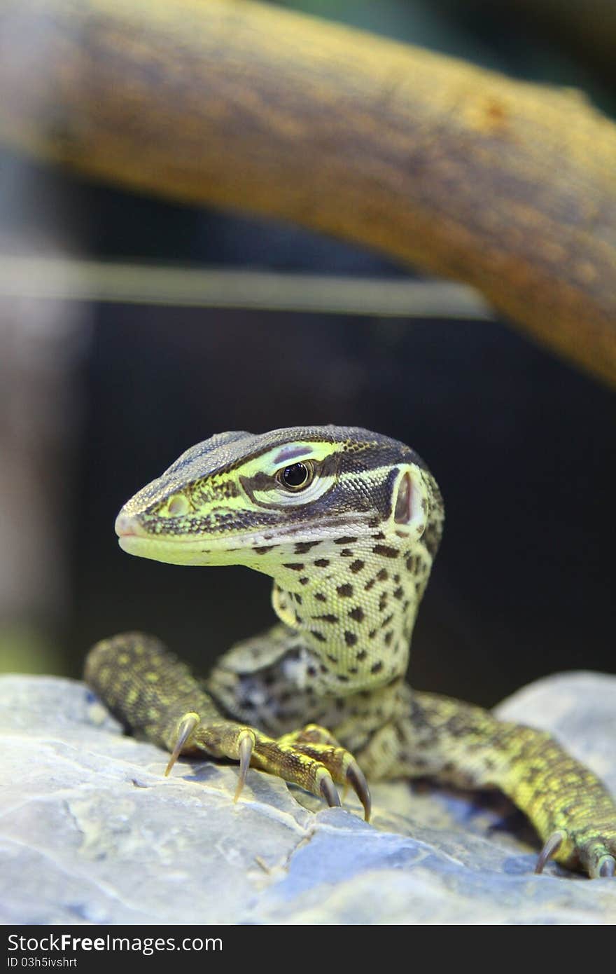 Lizard On Rock