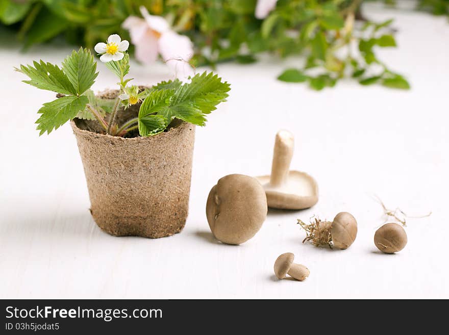 Composition with blossom sprout of strawberry in garden pot and mushrooms on white table. Composition with blossom sprout of strawberry in garden pot and mushrooms on white table