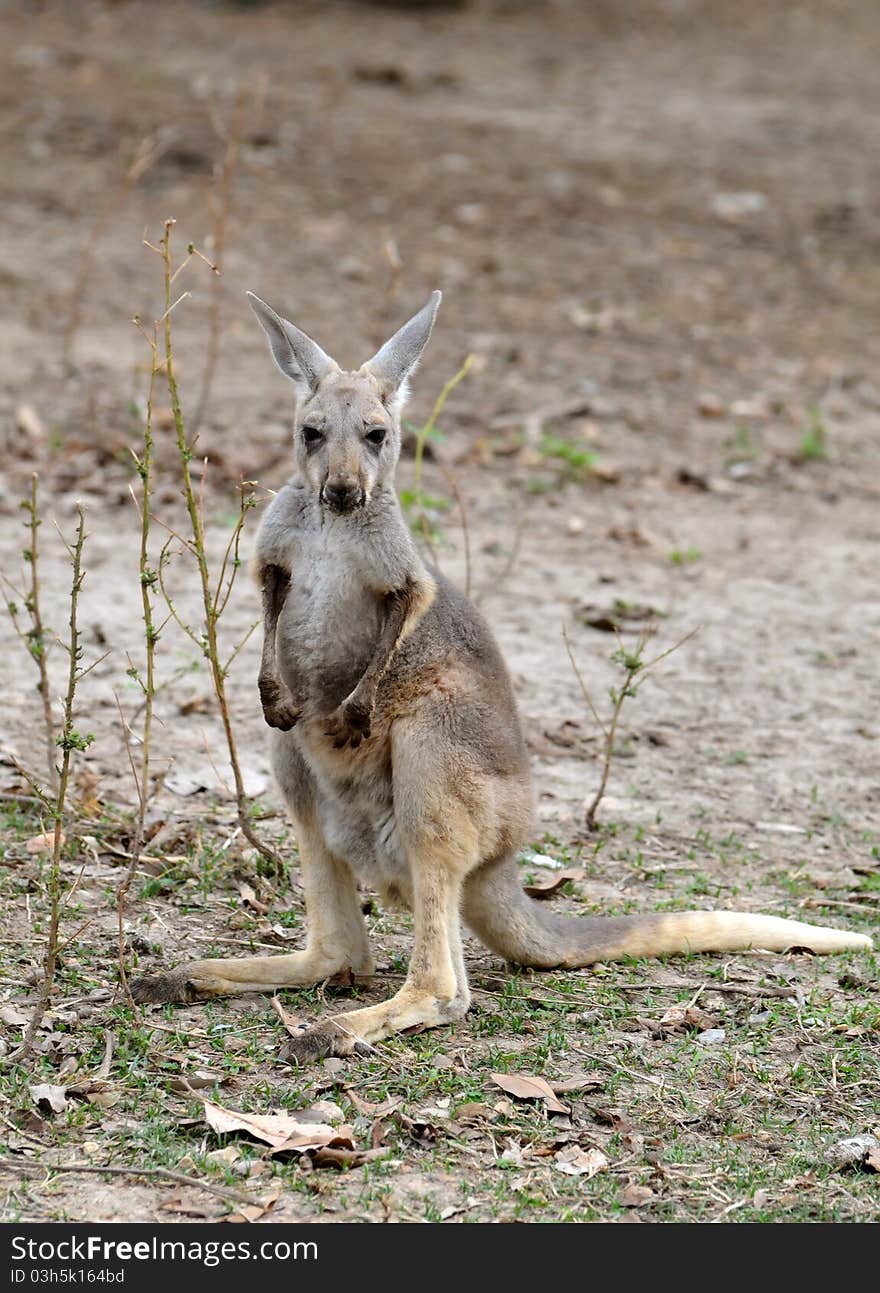 Gray kangaroo