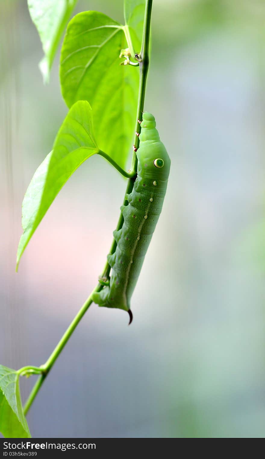 A cute caterpillar on leaf