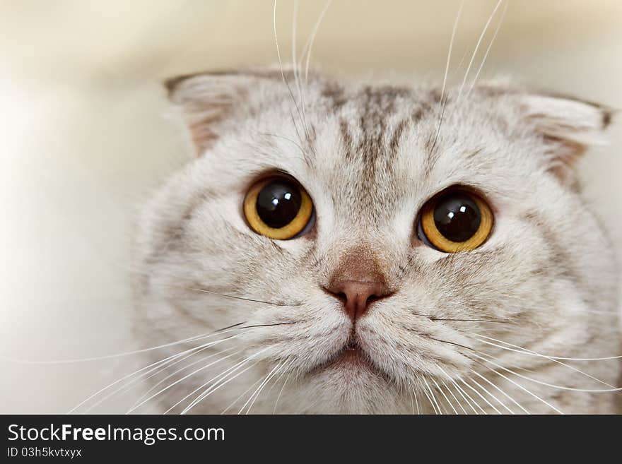 Gray scottish cat close up