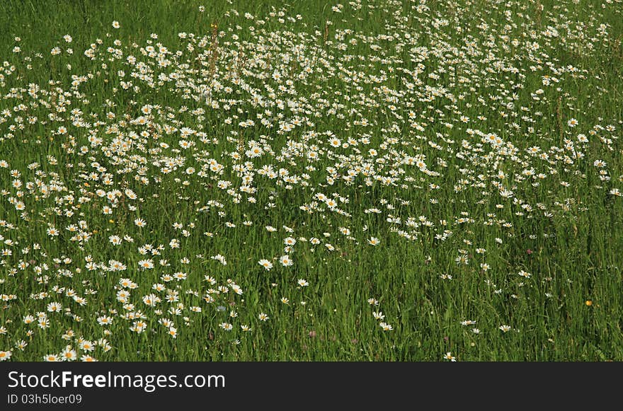 A large field of white marguerites. A large field of white marguerites