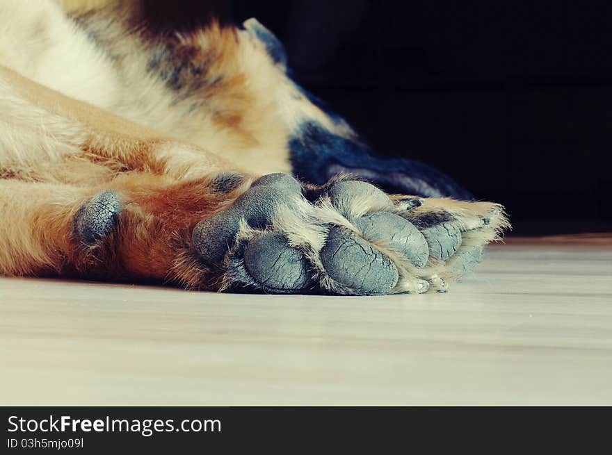 Photo shoot of dogs' paw. Photo shoot of dogs' paw