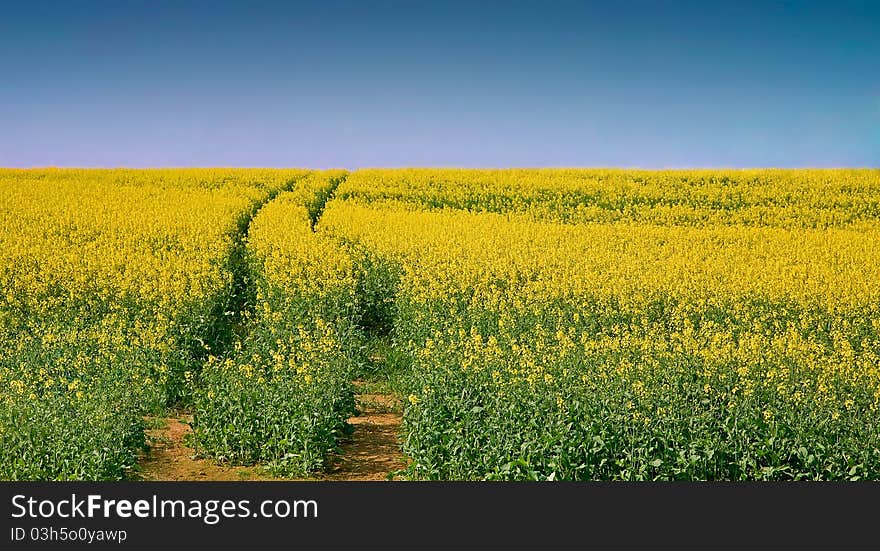 Landscape with yellow  rapeseed under clear blue sky