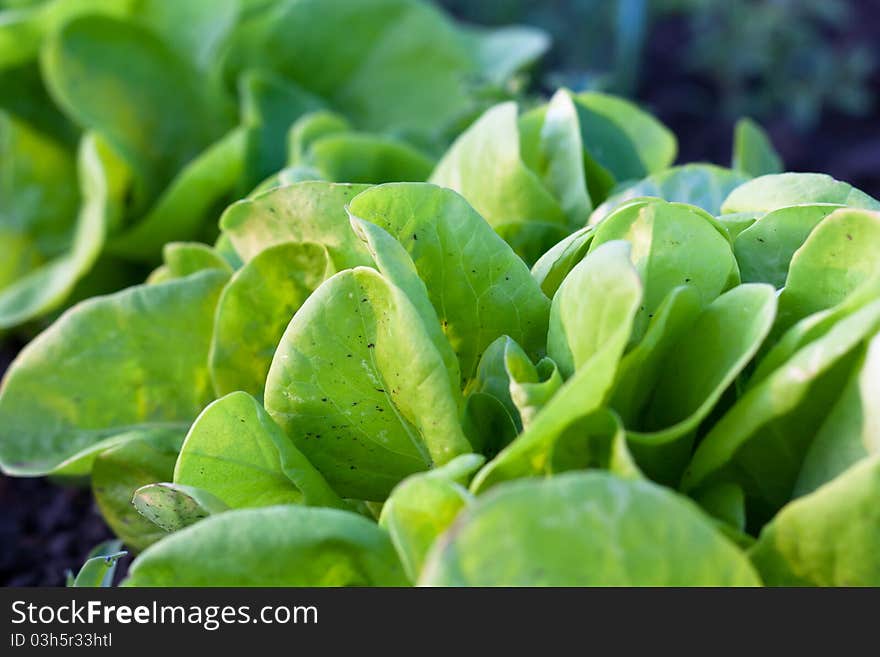 Closeup of growing lettuce in springtime. Closeup of growing lettuce in springtime