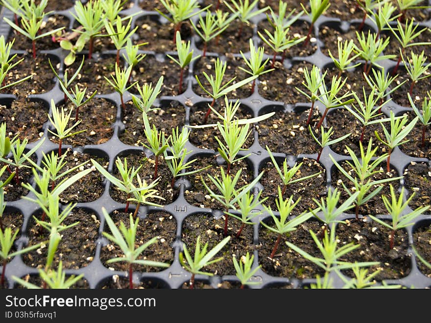 Campuses of cypress seedlings in a nursery