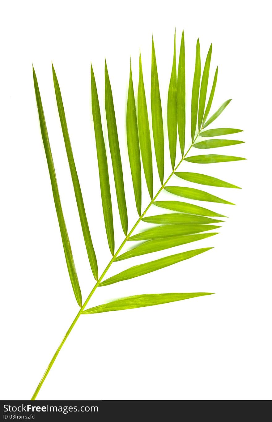 Green leaf of palm tree isolated on white