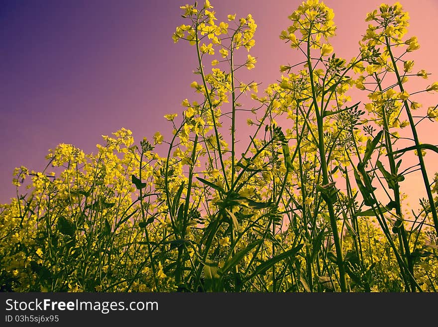 Landmark with Flower field before sunset