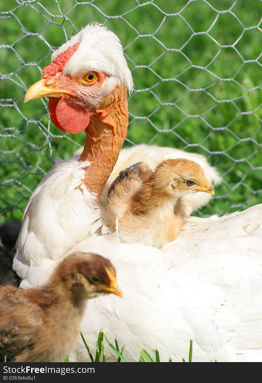 White sitter with chickens around. White sitter with chickens around