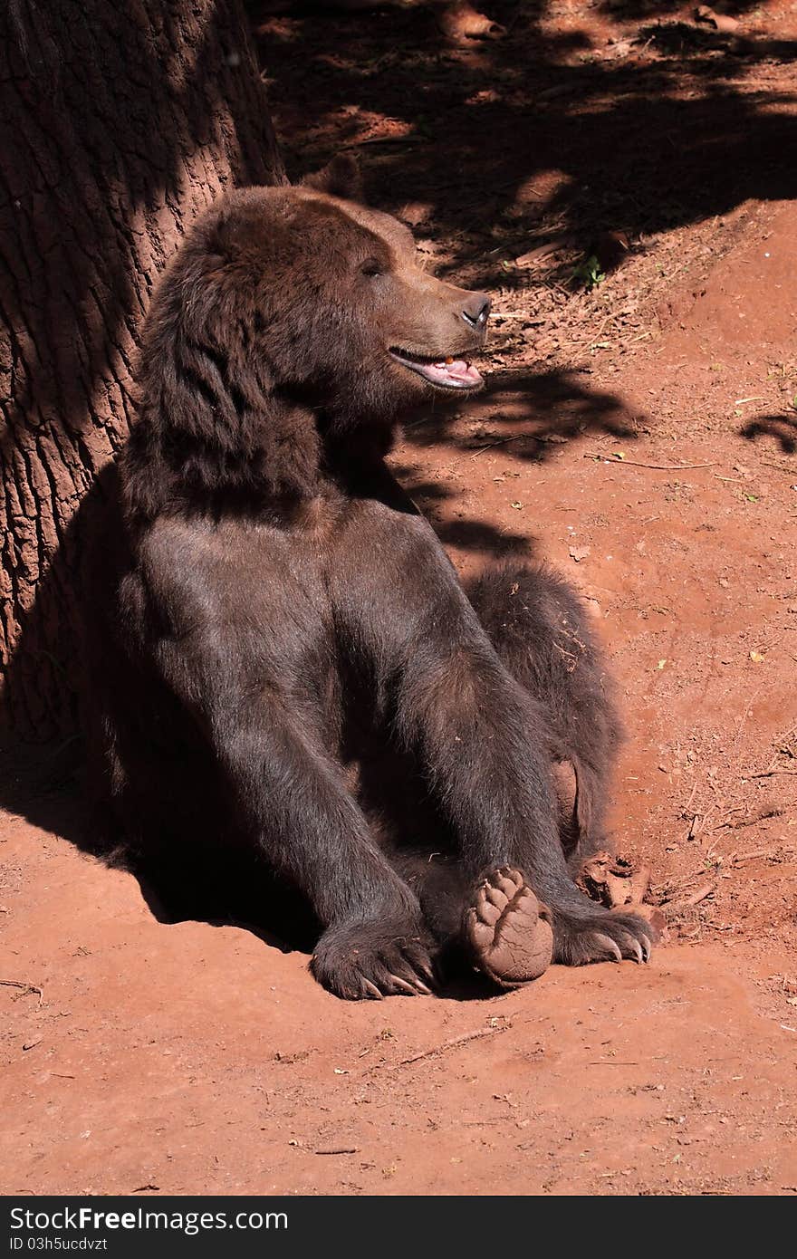 Brown bear