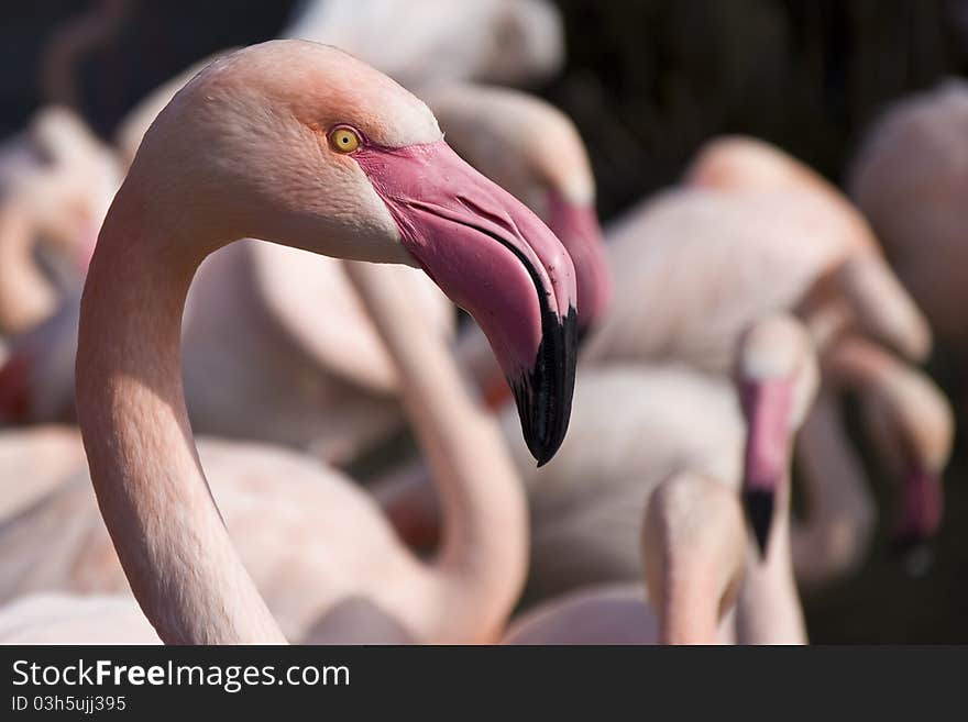 Flamingo in Prague ZOO park