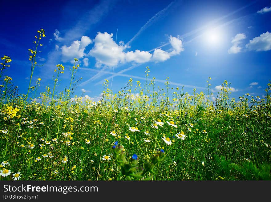 Wonderful camomiles against blue sky background. Wonderful camomiles against blue sky background.