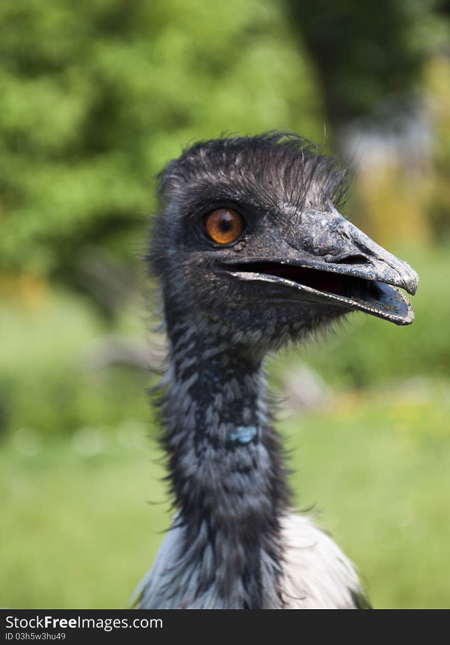 Portrait of smiling emu - close up