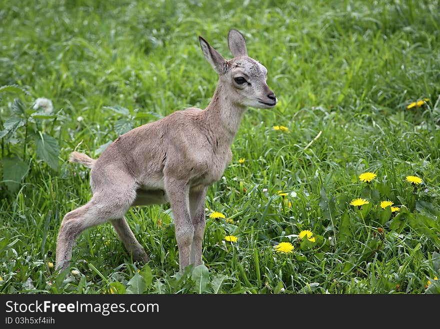 Urial juvenile