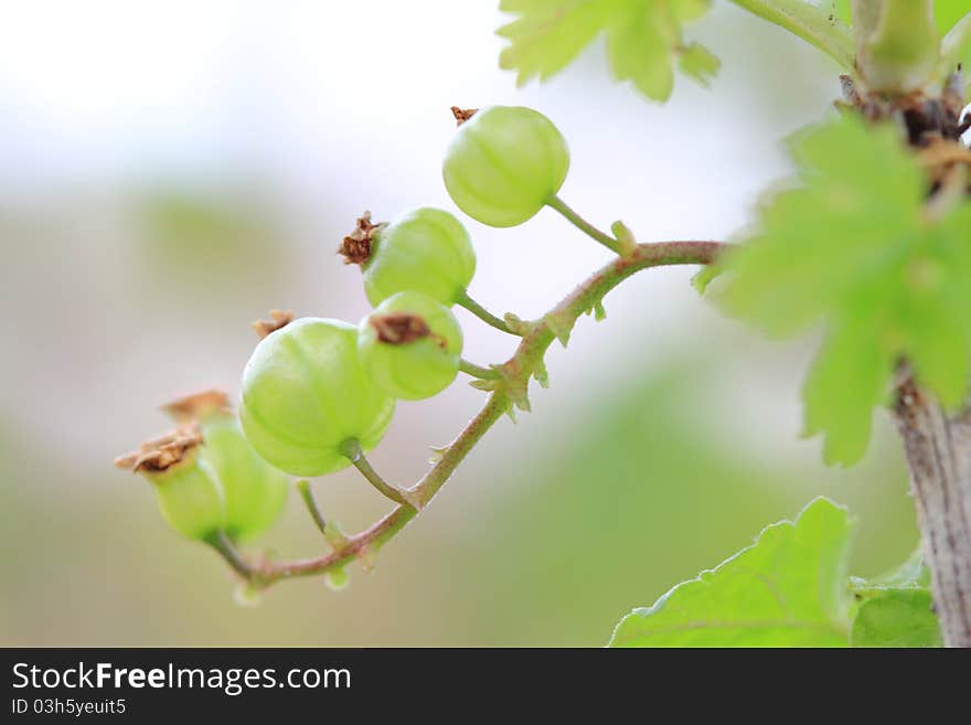 Gooseberry bush