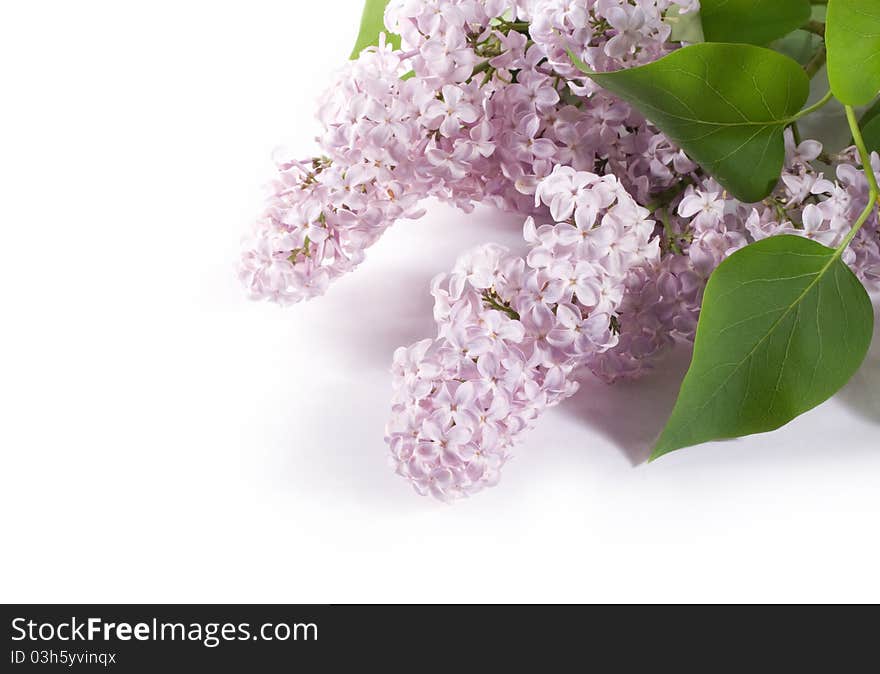 Lilac branch on a white background