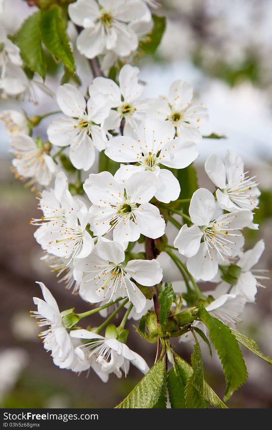 Blossoming branch of a sweet cherry