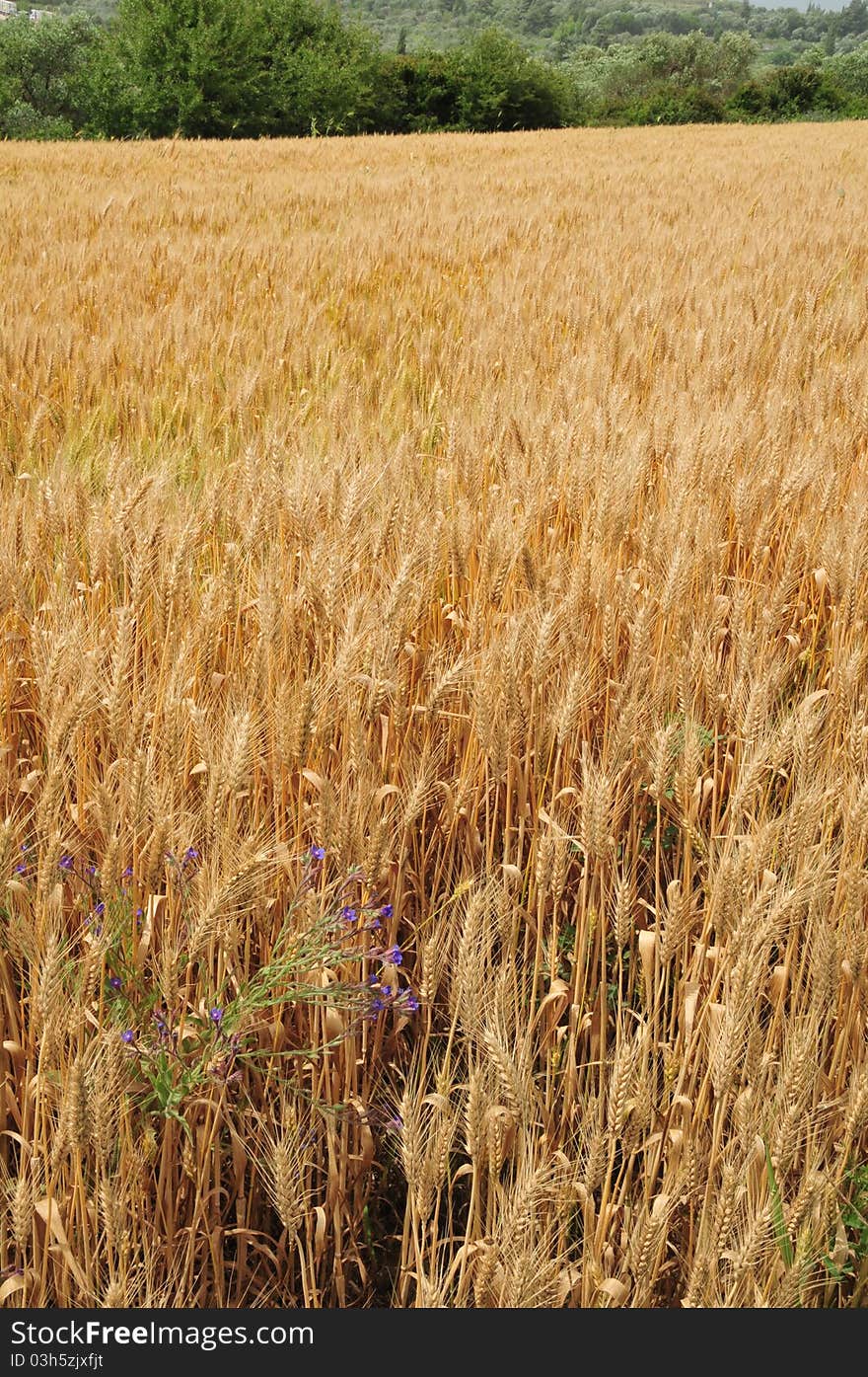 Wheat field