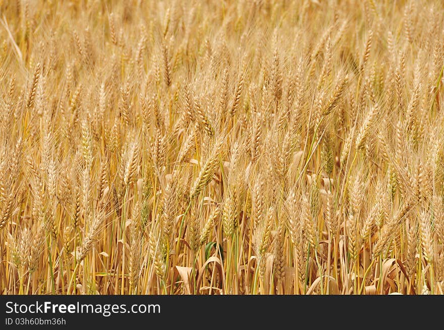 mature golden spikes in  wheat field