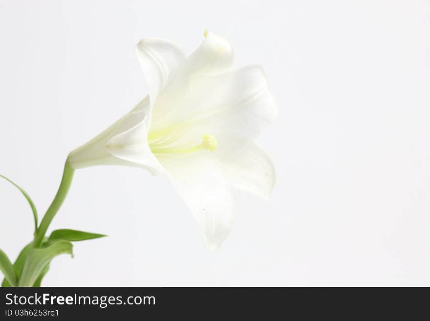 White lily flower - isolated on white background thank for your support