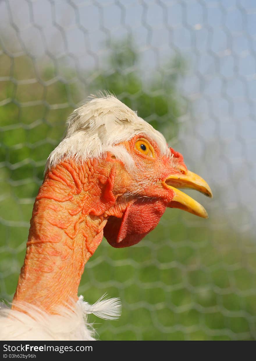 Funny white hen with a perplexed face. Funny white hen with a perplexed face