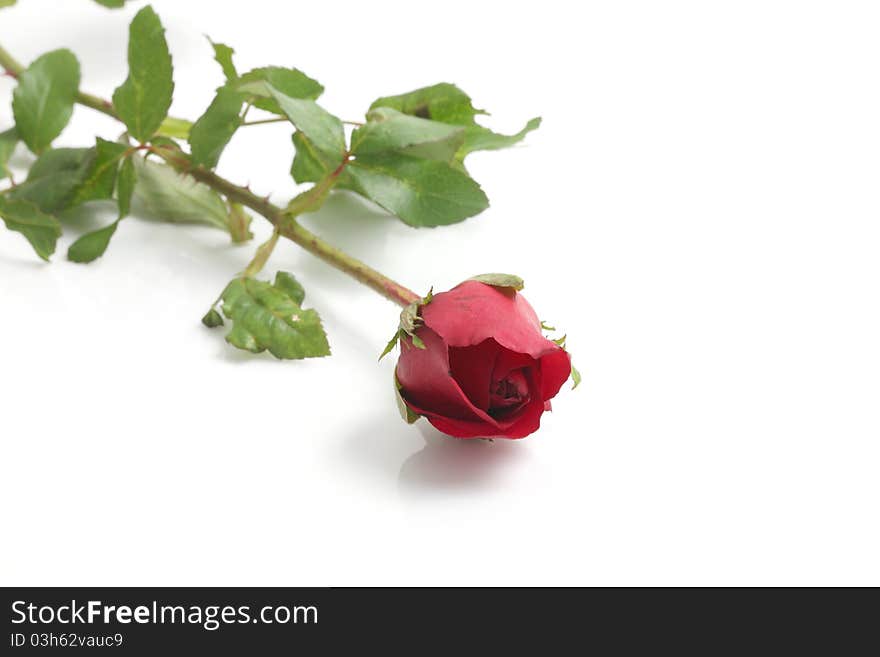 Red rose isolated in white background